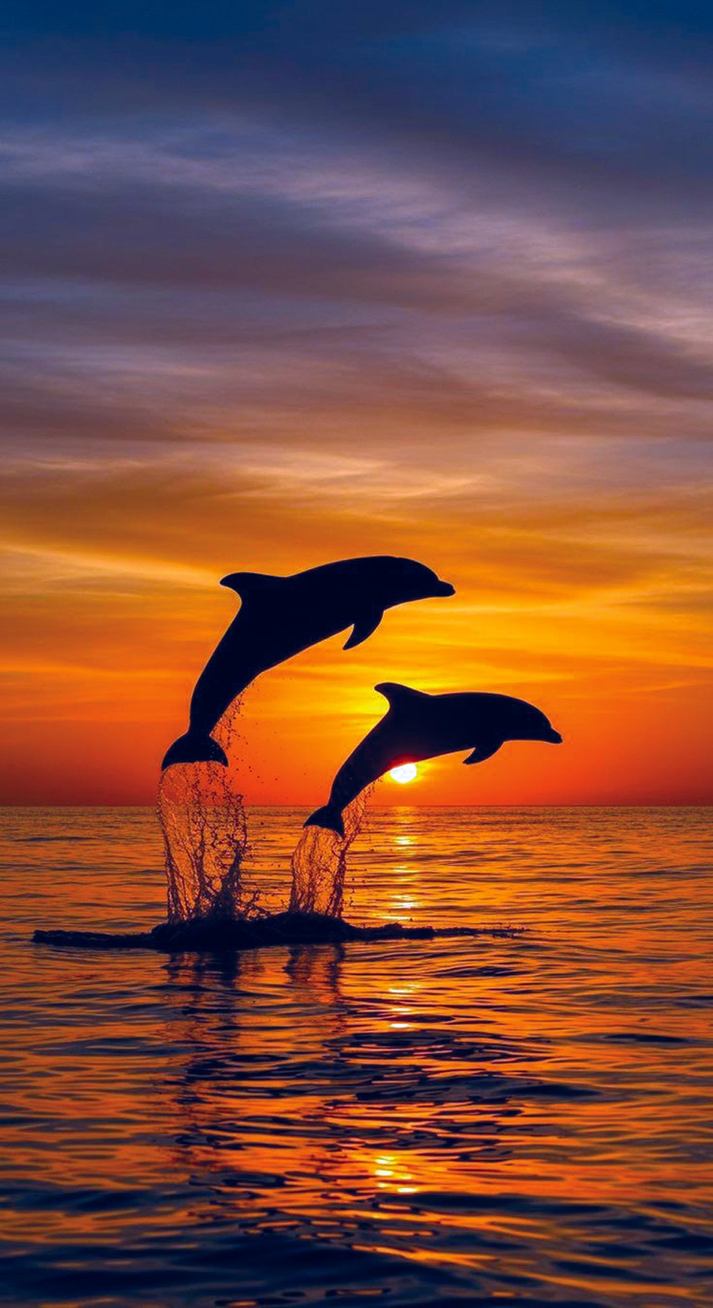 Poster Delfini – Tramonto sul Mare in Arte Fotografica
