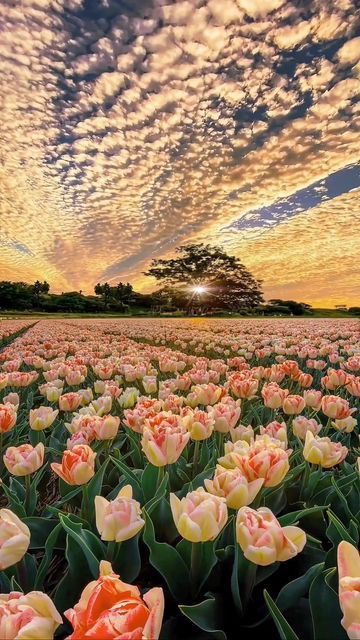 Poster Campo di Tulipani – Alba Dreamy Landscape